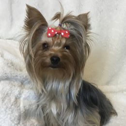 Tatana - Yorkshire Terrier