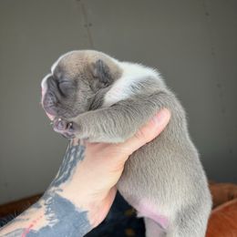 Uno - Blue male French Bulldog puppy in Hemlock, Michigan from Top Billin' Frenchies