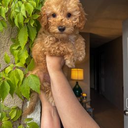 Poodle Puppies from Red Mini Poodles AZ