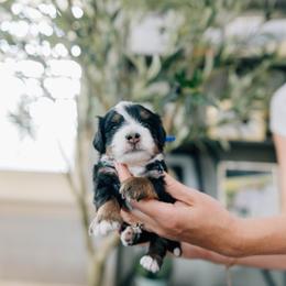 Steve - Tri-color male Bernedoodle puppy in Murray, Utah from Sun Valley Doodles