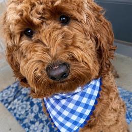 Cyrus - Goldendoodle