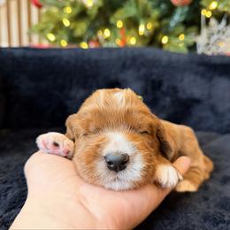 Jack - Red male Australian Labradoodle puppy in Summerfield, North Carolina from Four Oaks Labradoodles
