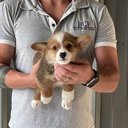 Lue Lue - Male 2 - Fawn male Pembroke Welsh Corgi puppy in Jefferson, South Carolina from Blue Creek Farms