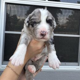 Jagger - Blue merle male Australian Shepherd puppy in San Tan Valley, Arizona from SJR AUSSIES