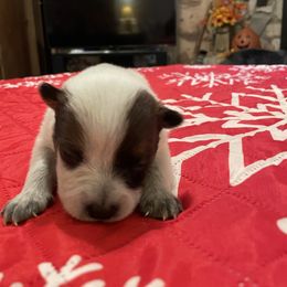 Queen Girl 3 - Red speckled female Australian Cattle Dog puppy in Monroe, Louisiana from The Sweet Kennels