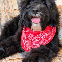 Detective (OLDER TRAINED PUPPY) - Black male Australian Labradoodle puppy in Valley Springs, California from Blue Denim Doodles