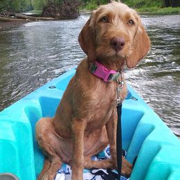 Weimaraner and Wirehaired Vizsla Puppies from Willow Ridge Kennel