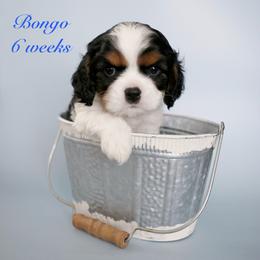 Blue - Tri-color male Cavalier King Charles Spaniel puppy in Flagstaff, Arizona from Cadelia Cavalier King Charles Spaniels