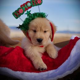 Goldendoodle and Golden Retriever Puppies from California Golden Love