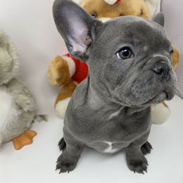 Princess Lilibet - French Bulldog puppy in Stevensville, Montana from Last Best Frenchies