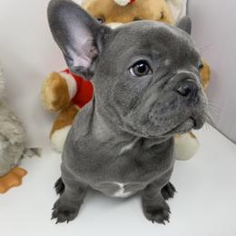 Princess Lilibet - French Bulldog puppy in Stevensville, Montana from Last Best Frenchies