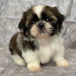 Frida - Gold and white female Shih Tzu puppy in Shawnee, Oklahoma from Black Velvet Shih Tzu