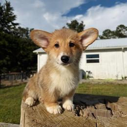 Dakota (Financing Available) - Red female Pembroke Welsh Corgi puppy in Inverness, Florida from Canaan Farm Corgis