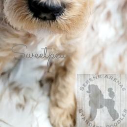 Poodle Puppies from Serene Arenas' Standard Poodles