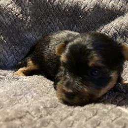 Assorted Doodle Crosses, Double Doodle, Maltipoo, Morkie, and Yorkipoo Puppies from Danza Bolo