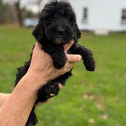 Twix - Black female Poodle puppy in St. Johnsbury, Vermont from Poodles of the Northern Woods