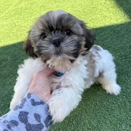 Theo AKC Champion Bloodline - Tricolor male Shih Tzu puppy in Long Beach, California from Shih Zu’s of Long Beach