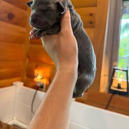 Lucy - Blue female Great Dane puppy in Corsica, Pennsylvania from Ferguson Family Danes LLC