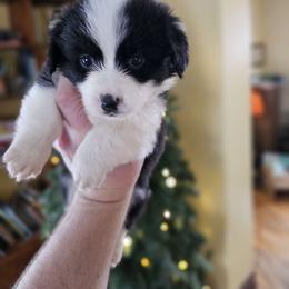 Vixen - Black and tan Pembroke Welsh Corgi puppy in Austin, Minnesota from Klein Corgi Ranch