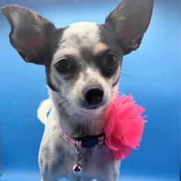 Remi - Chihuahua