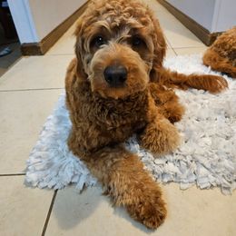Yogi - Goldendoodle