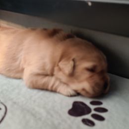 Golden Retriever Puppies from Broomfield Golden's