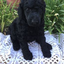 Poodle Puppies from Aura & Luxe Poodles