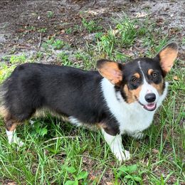 Stella - Pembroke Welsh Corgi