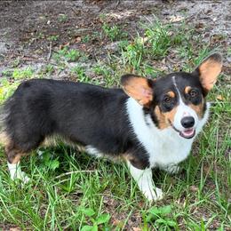 Stella - Pembroke Welsh Corgi