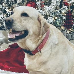 Labradoodles and Labrador Retrievers from Whispers of Grace Labs & Doodles