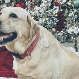 Labradoodles and Labrador Retrievers from Whispers of Grace Labs & Doodles
