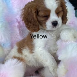 Cosmo - Blenheim Cavalier King Charles Spaniel puppy in Ridgeville, South Carolina from Misty Meadow Cavaliers