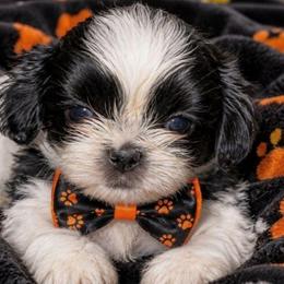 Poe - Black and white male Shih Tzu puppy in Arcadia, Florida from Kitsune Cuddles and kisses