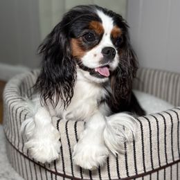 Winnie Lou - Cavalier King Charles Spaniel