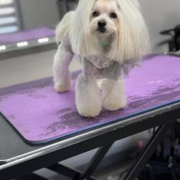 Maltipoo All Grown Up from Julia Ratnikova