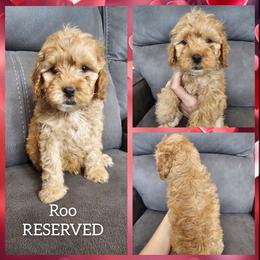 Roo - Red male Cockapoo puppy in Zanesville, Ohio from Oodles of Doodles & Poos