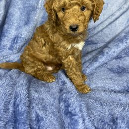 Goldendoodle Puppies from DeBerrys Doodles
