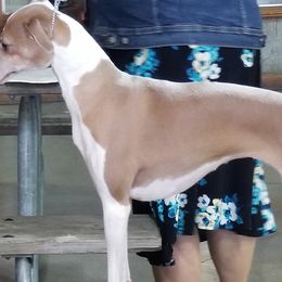 Italian Greyhounds from Akaya Italian Greyhounds