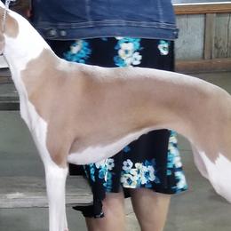 Italian Greyhounds from Akaya Italian Greyhounds