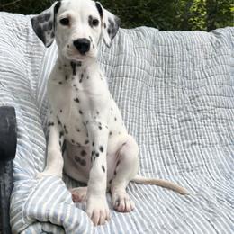 Gonzo - LUA short coat - White and black male Dalmatian puppy in Jefferson, Georgia from Spotted Jewels Dalmatians