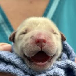 First Pick Male - Golden male Golden Retriever puppy in Big Lake, Alaska from Birchwood Goldens