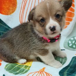 Pembroke Welsh Corgi Puppies from Episode Corgis