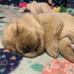 Golden Retriever and Siberian Husky Puppies from Nevani Goldens & Siberians