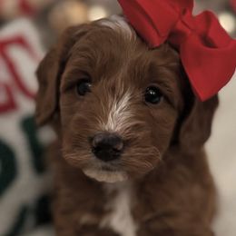 Goldendoodles from Miley&Co.