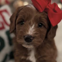Goldendoodles from Miley&Co.