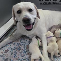 Labrador Retrievers from Samantha Stasik