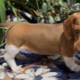 Dachshunds and English Toy Spaniels from Draggonfly Manor