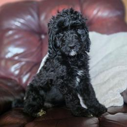 Noel - Black and white female Bernedoodle puppy in Eatonville, Washington from Mt. Rainier Doodle Dogs