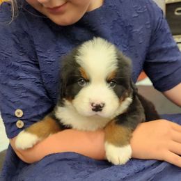 Sammy - Black rust and white male Bernese Mountain Dog puppy in Auburn, Indiana from Swamp Creek Berners