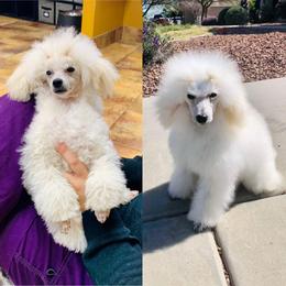 Poodle Puppies from Araceli Toy Poodles